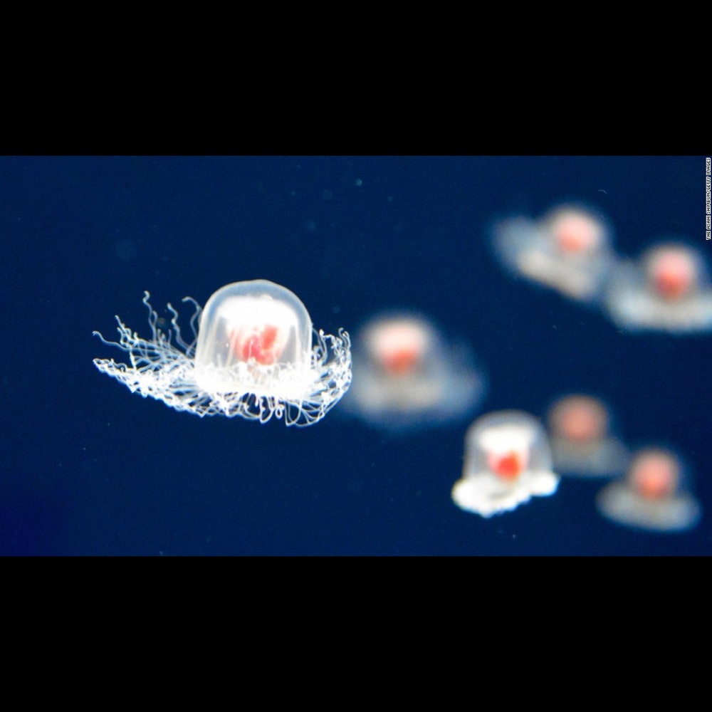 🔻 Sold ítems 🔻